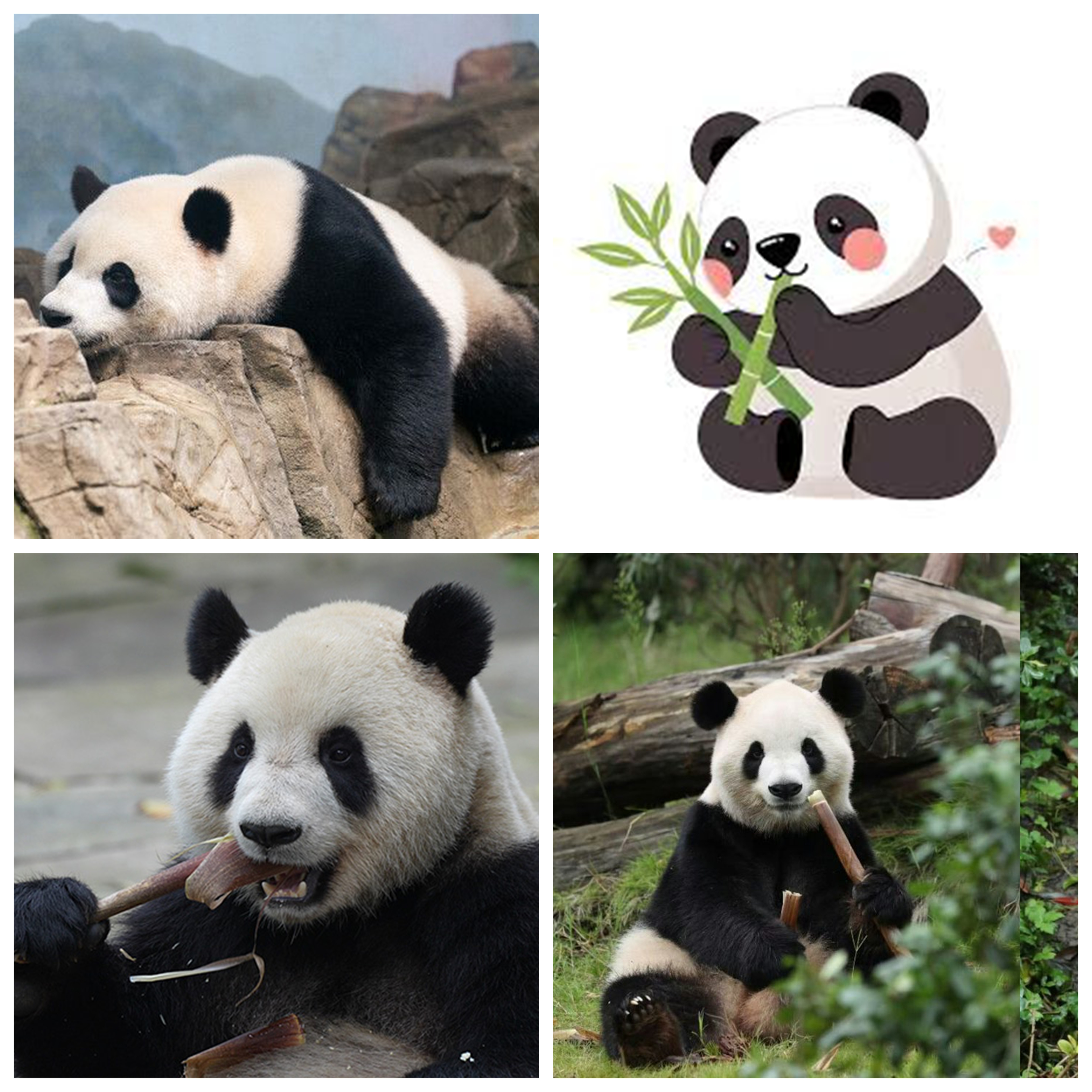 The 3rd Panda Enthusiasts Friendship Exchange came to a successful and memorable close.